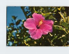 Postcard The Hibiscus Hawaii USA picture