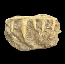Rare Enchodus Jaw Fossil: A Window into the Prehistoric World- Enchodus Tooth Fo picture