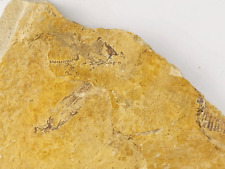 Diplomystus and Knightia Fossil Fish - Split Fish Layer - Green River Fm. - WY picture