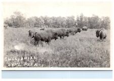1937 RPPC Sully's Hill National Park Postcard North Dakota Bison - P43 picture