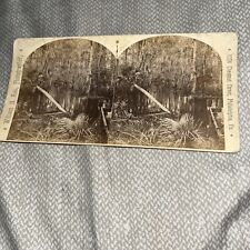 Antique William Rau Stereoview Card Photo: Ocklawaha River Florida - Swamp Look picture