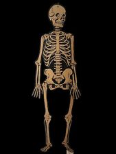 Life Size Vintage Antique 1940's Halloween Beistle Diecut Jointed Skeleton 54