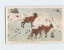 Postcard Family of Mountain Sheep Yellowstone Park USA picture