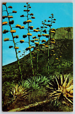 Postcard West Texas TX Gigantic Century Plants Vintage Souvenir Card picture