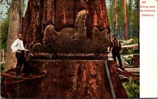 Postcard Two Men Cutting Down a Big Redwood, California picture