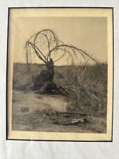 Vintage Photograph By Maurice Bejach : Unusual Tree Near Taft Ca 1930 picture