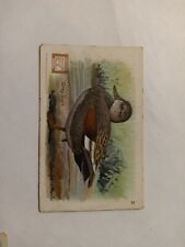 Vintage Church & Dwight's Soda Birds Series 4 Card No 3 Gray Duck picture