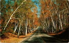 Postcard ME c.1957 Beautiful Autumn Day Birch Trees Oakland, Maine picture