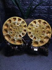 4.73LB Natural Crystal ammonite fossil conch specimen healing Home decoration picture