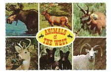 Animals of the West Postcard Western US Wildlife picture