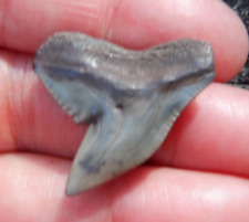 BIG Impressive Fossil TIGER SHARK Tooth SC No Repairs megalodon great white tg16 picture
