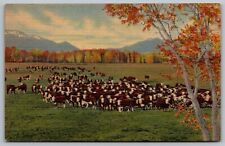 Southwest Cattle Range Animals Cows Farm Mountains Field Long Horn UNP Postcard picture