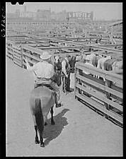 Union Stockyards,Chicago,Illinois,IL,Cook County,Farm Security Administration,22 picture