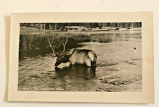 Vintage Postcard, ELK IN RIVER, YELLOWSTONE PARK, WYOMING RPPC picture