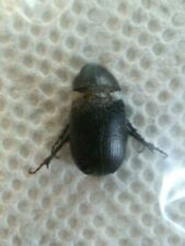Scarabaeidae: Dynastinae: Pentodontini: Euetheola rugiceps, A1. Taxidermy. picture