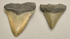 2 colorful, sharply serrated  Fossil MEGALODON Shark Teeth - Florida picture