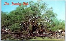 Postcard - Treaty Oak, Alvarez Street, Jacksonville, Florida picture