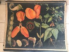 Original botanical vintage school chart of Common beans , Zejbrlík   picture
