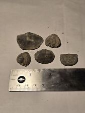 Indiana Fossils Braciopod Lot Of 5 picture