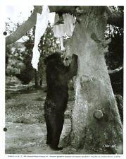 Ann Sheridan treed by a bear Take Me to Town 8x10 1953 picture