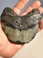 Megalodon Shark Tooth Fossil 4”X 3.5” picture