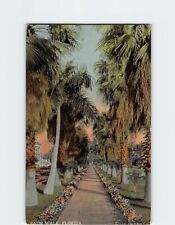 Postcard Palm Walk, Florida picture
