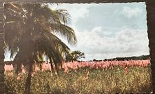 France Guadeloupe 1964 Postcard picture