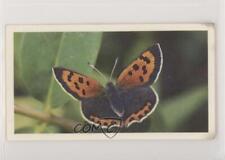 1983 Doncella British Butterflies Tobacco Small Copper #21 1i3 picture