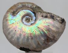 BEAUTIFUL iridescent Ammonite Fossil Opalized Ammolite MADAGASCAR Nautilus Opal picture