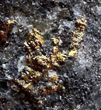 Miner's Dream: Large, High-Grade Gold Ore Specimens with Quartz and Pyrite picture