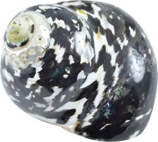 3 Magpie Polished Decorative Seashells 2 - 2.5