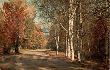 Vintage Autumn Country Road Postcard - Genuine Natural Color picture