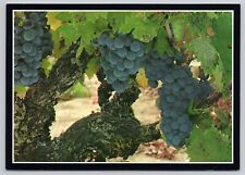 Central Coast California, Zinfandel Wine Grapes, Vintage Postcard picture