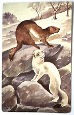 Weasel Postcard Painting of a Weasel in Summer and Winter Artist Signed  B1 picture