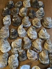Oyster Shells, Lot Of 12, Cleaned 2.5”-4+”, Great for crafts or oven picture