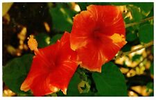 Postcard Chrome era Hibiscus Blossoms Hawaii Popular plants of the year  picture