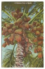 Vintage A Coconut Tree in Florida Postcard c1962 Linen picture