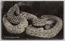 Animals~Rattler Snake Ready To Strike~B&W Photo~PM 1908~RPPC Vintage Postcard picture