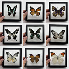 10pcs Real Butterfly Specimen Rare Natural Butterfly Photo Frame Wall Decoration picture