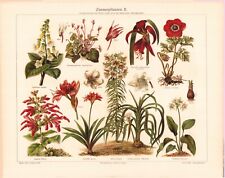 c1900 #6 DAINTY WILD FLOWERS & FLOWERING PLANTS CHROMOLITHOGRAPH @10x13 picture
