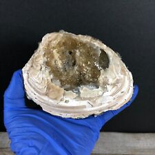 1.20lbs  Florida Honey Calcite Crystal Cluster Clam Fossil Specimen Matrix WE-6 picture