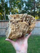 Texas Petrified Fossil Rotted Buggy Log End Manning Formation Aquarium Aquascape picture