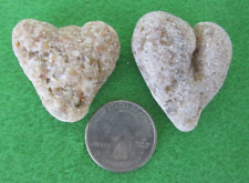 NATURAL HEART SHAPED COQUINA ROCKS WASHED UP ON FLORIDA ATLANTIC BEACH picture