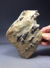 SS Rocks - Staurolite with Almandine Garnet (Cumberland Co, Maine) 304g picture