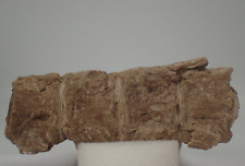Xiphactinus Vertebra Fossils - Niobrara Chalk Fm. - KS - Associated picture