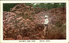 Pink flowers in park Wales Massachusetts ~ 1951 MARY ROBINSON Jamaica VT picture