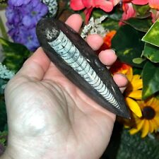 LARGE (1) Black Orthoceras Cephalopod Fossil - 350 Million Years Old picture