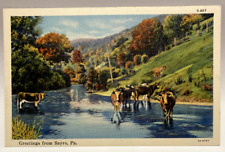 Greetings from Sayre PA, Pennsylvania, Cattle in Creek, Vintage Linen Postcard picture
