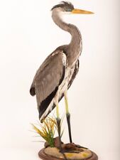 Stuffed Real Bird Grey Heron Taxidermy Wall Mount. With Paper Document picture