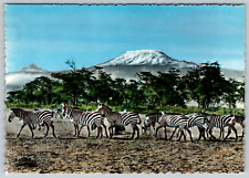 c1970s African Wildlife Zebras Below Mount Kilimnajaro Vintage Postcard picture